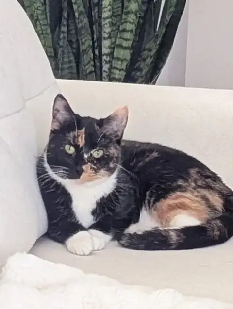 Calypso
