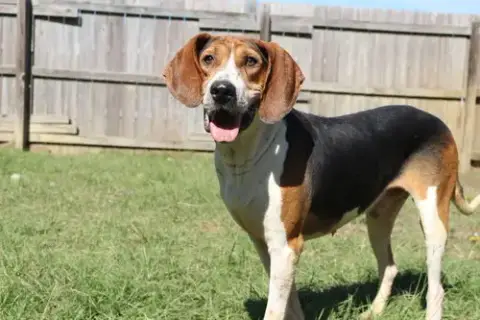 Rocko photo 4
