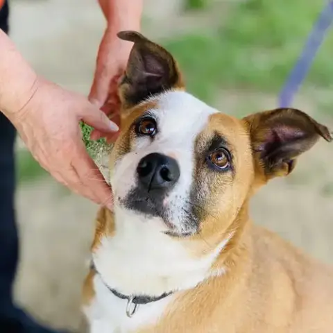 Gemma *Adopt Or Foster* photo 2