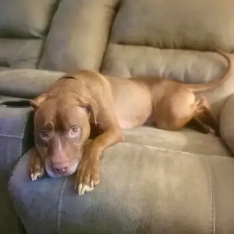 Shelby photo 4