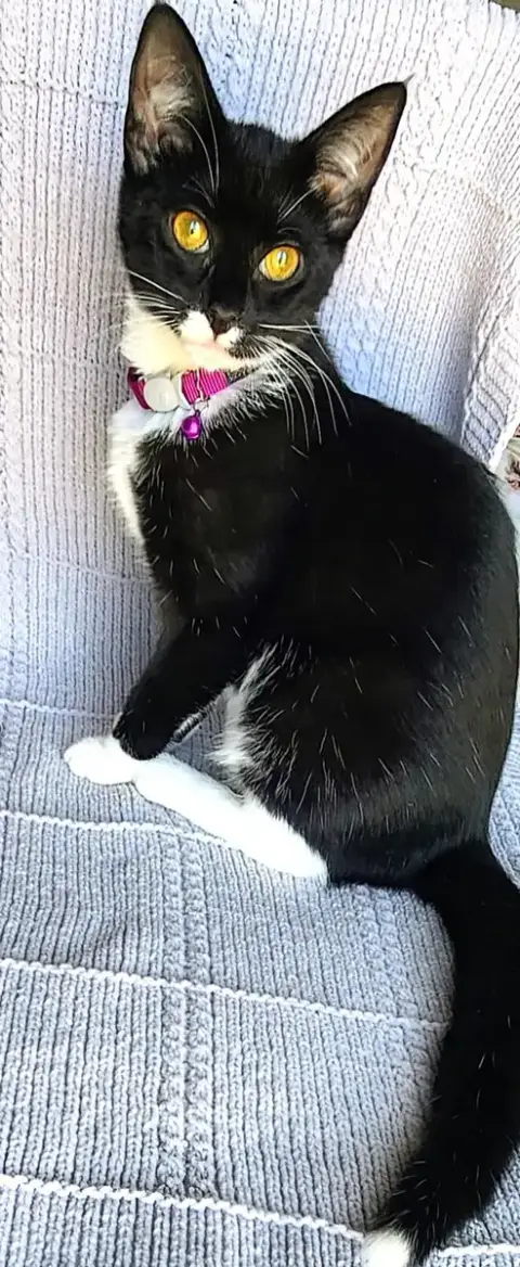 Kitten Mars photo 2