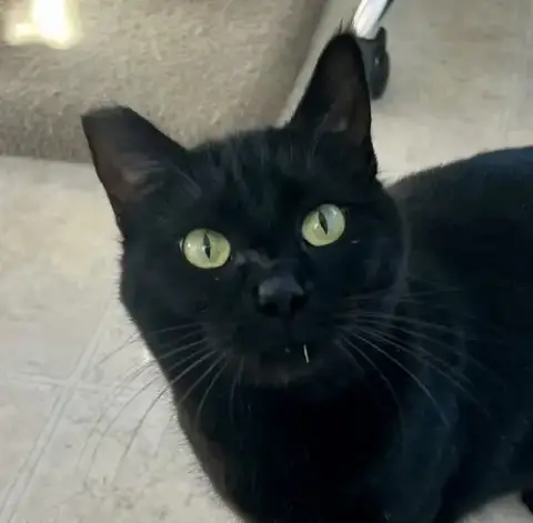Onyx