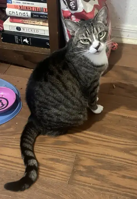 Baby The Sweet Tabby