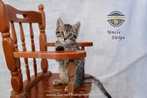 Uncle Stripe photo 2
