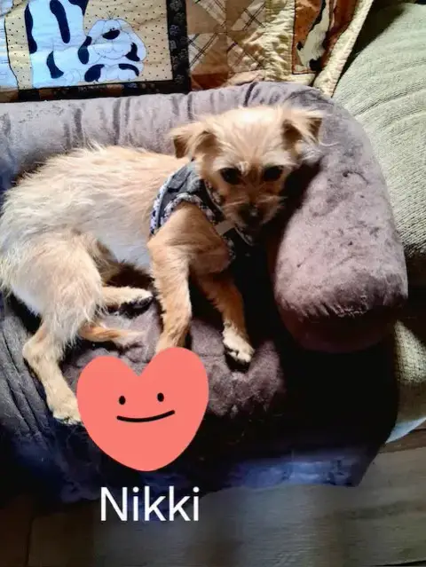 Nikki photo 2