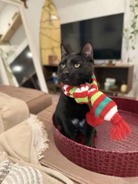 Coal