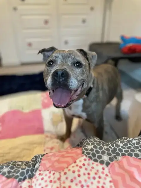 Rosie photo 3