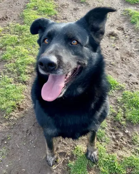 Rosie photo 2