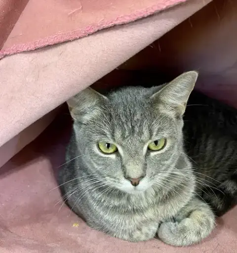 Tigerbell