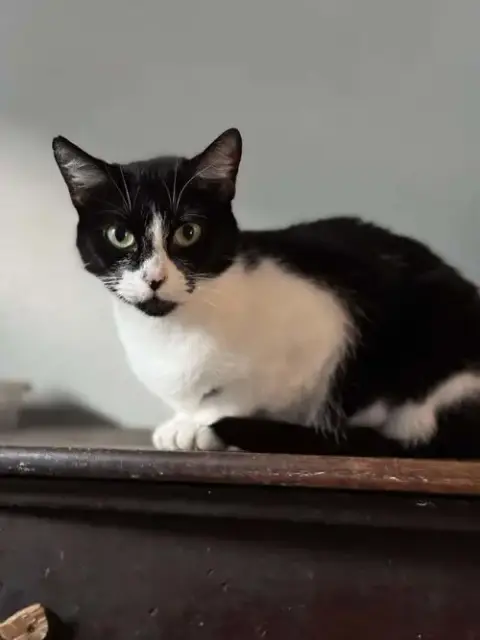 Heidi