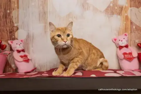 Tawny