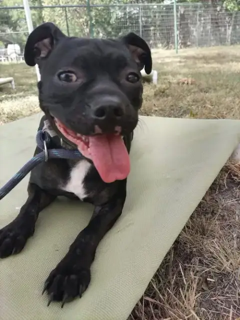 Hank photo 4