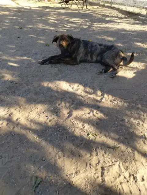 Parvati-Good Candidate For Therapy Pooch photo 3
