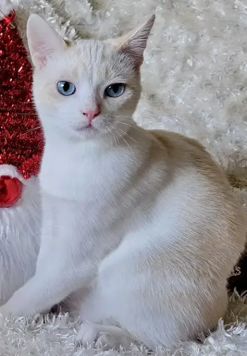 Freya