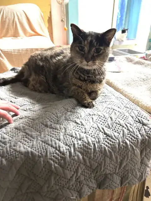 Maggie