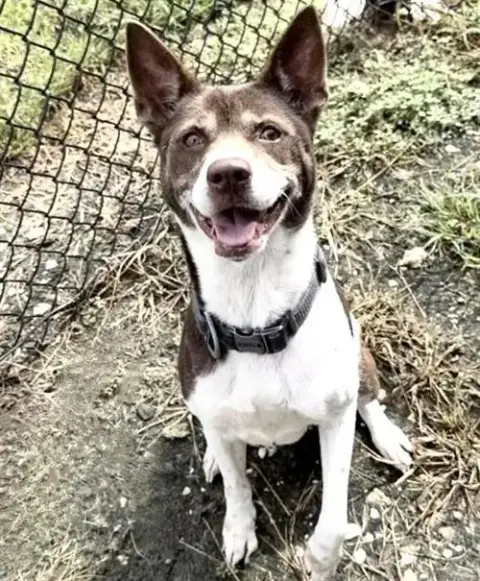Leia