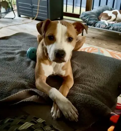 Dash photo 4
