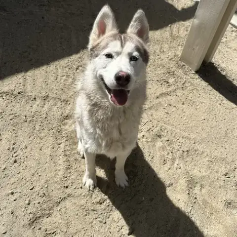 Angel