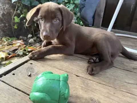 Matilda