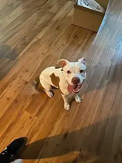 Spot