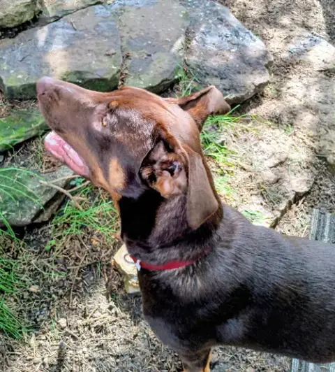 Dobie photo 5