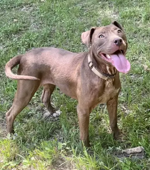 Cocoapup