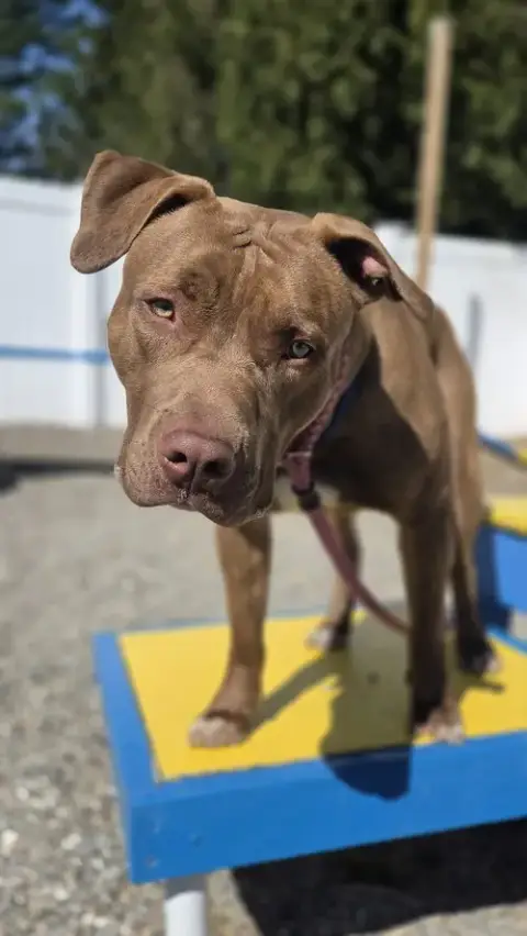 Scooby Nj photo 3