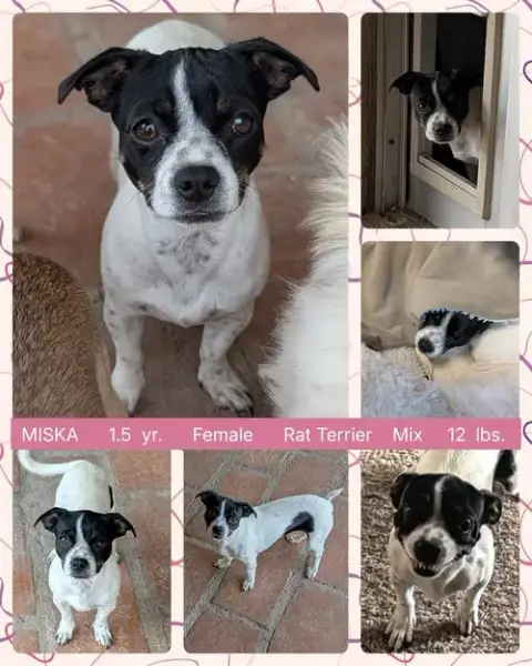 Miska