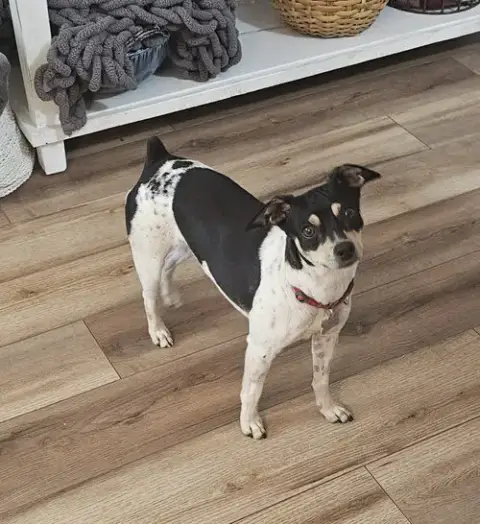 Zuni