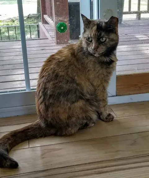 Stella