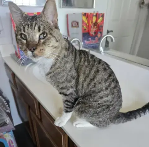 Bootsie Cedar