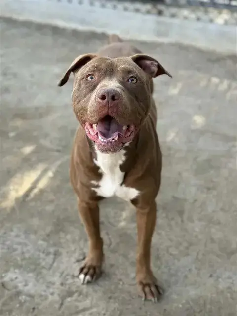 Tod