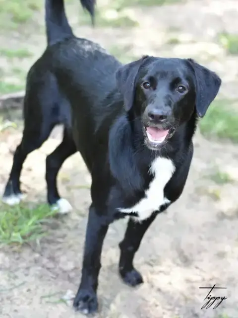Tippy photo 3
