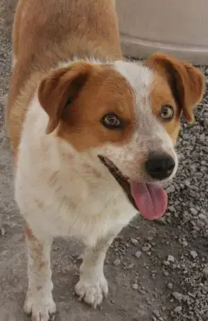 Benny