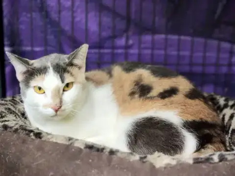 Lucy The Beautiful Dilute Calico