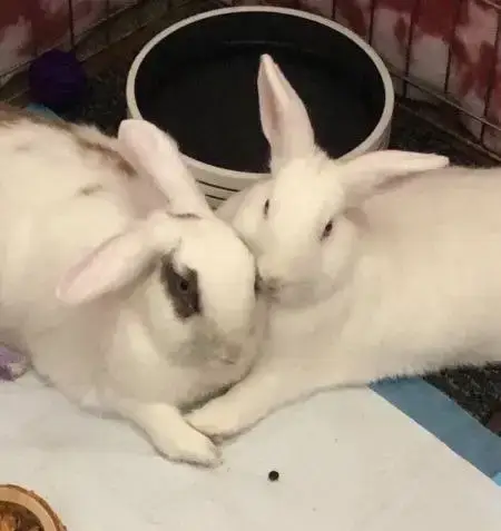 Trixie & Trinket