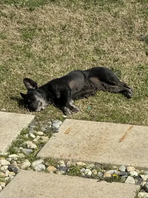 Millie photo 2