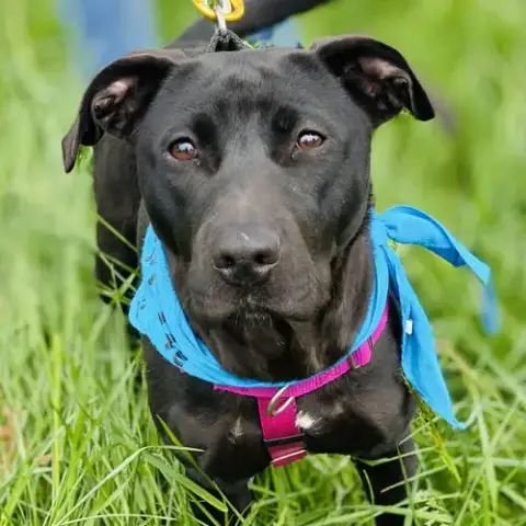 Sooney *Adopt Or Foster* photo 5