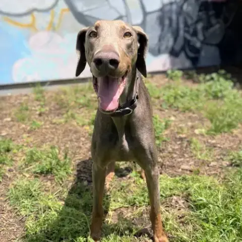 Rosalia