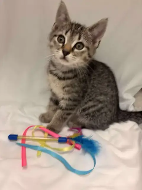 Streamers: Not At Shelter photo 2