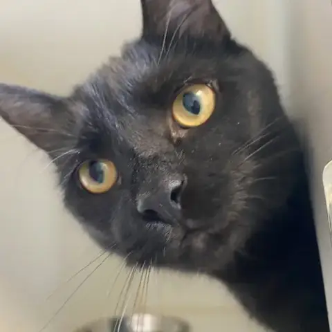 Snowball