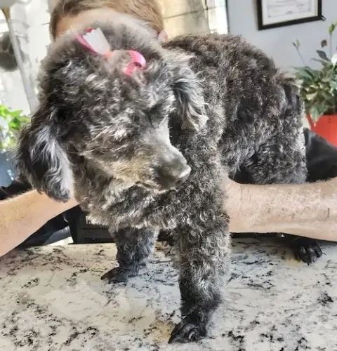 Gracie Lou photo 3