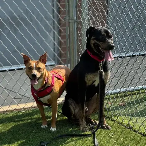 Bolt photo 3
