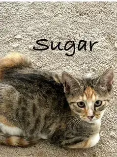 Sugar
