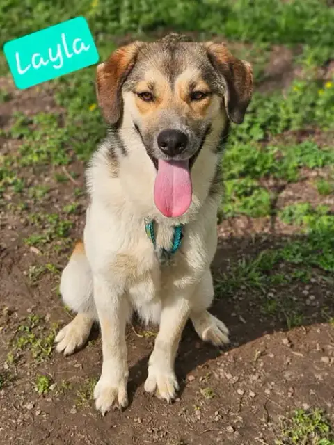 Layla