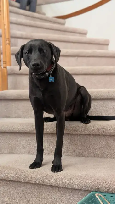 Bucky photo 2