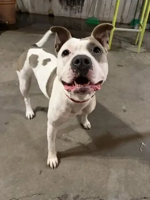 Nova L.