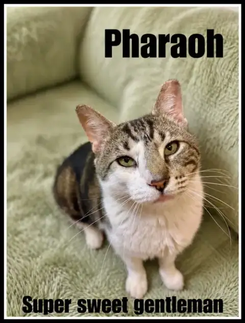 Pharoah