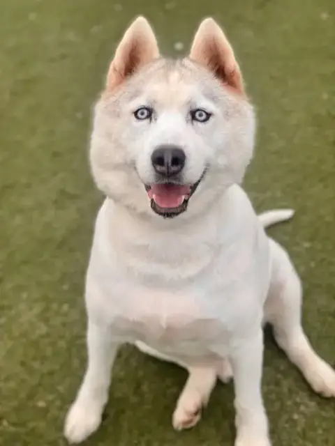 Jay *Courtesy Post Tc*