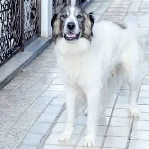 Leo